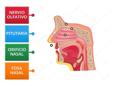 Partes De La Nariz San Gabriel Labelled Diagram