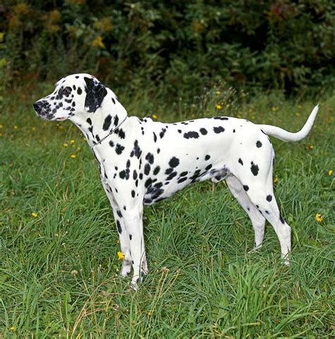 Dalmatian Dog Info Temperament Puppies Pictures