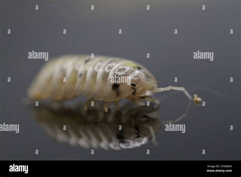 Isopods Woodlouse Pill Bugs Armadillidium Vulgare Magic Potion Stock