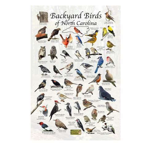 Birds of North Carolina Backyard Birding Identification Picture Print/ Field Guide to Common ...