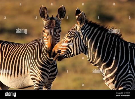 Endangered Cape Mountain Zebras Equus Zebra Mountain Zebra Stock