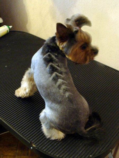 Yorkie haircuts pictures coolest yorkshire terrier haircuts – Artofit