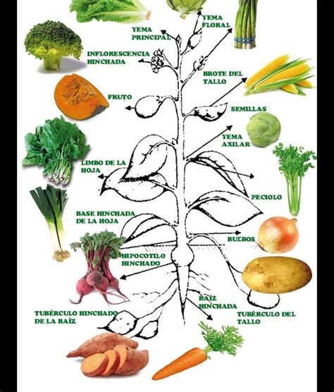 Mapa Conceptual De Hortalizas Brainlylat Porn Sex Picture