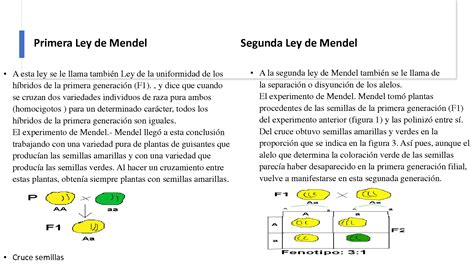 Solution Herencia Mendeliana Y No Mendeliana Studypool