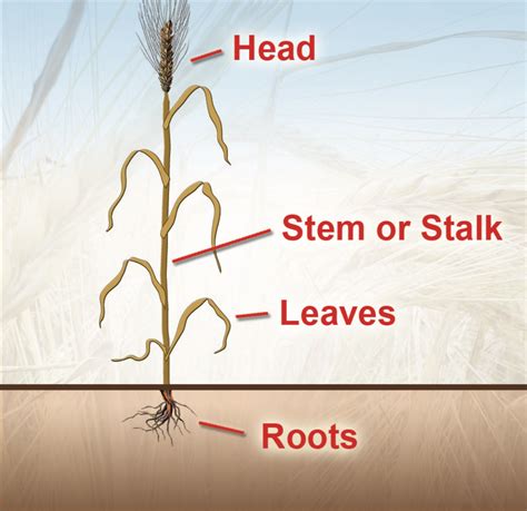 Wheat Plant Parts