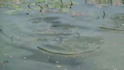 Alice S Naked Summer