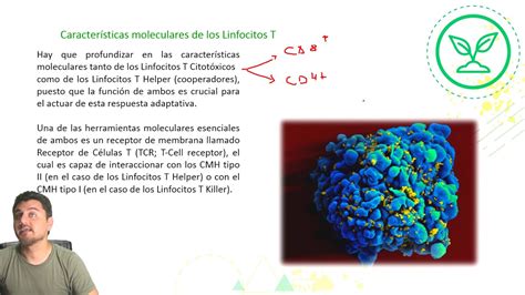 Electivo Biología Sistema Inmune Ii Clase N°33 Youtube