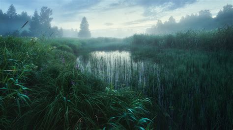 Green Grass Field Reflection On Water Trees Forest Background Hd Nature