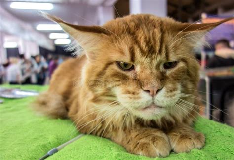 Closeup Portrait Ginger Maine Coon Cat Stock Image - Image of pets ...