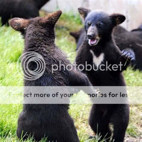 Bear Cubs Pictures, Images & Photos | Photobucket