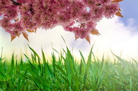 natural background  stock photo public domain pictures