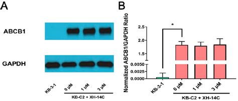 Figure 1 From The Multidrug Resistance Reversing Activity Of A Novel Antimicrobial Peptide