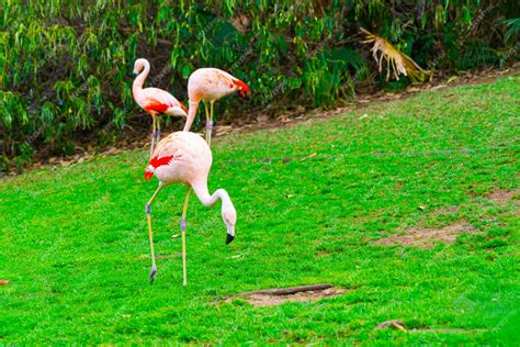 Free Photo Closeup Of Three Beautiful Flamingos Walking On The Grass In The Park