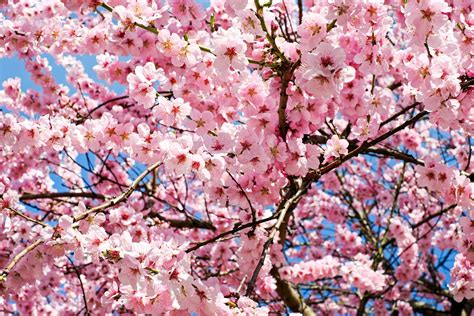 Flowering Cherry Trees For Sale Buying And Growing Guide