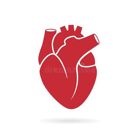 Realistic Human Heart Vector Icon Stock Vector - Illustration of ...