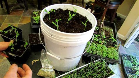 Seed Starting Peas Indoors And Container Planting The Rusted Garden 2013 Youtube