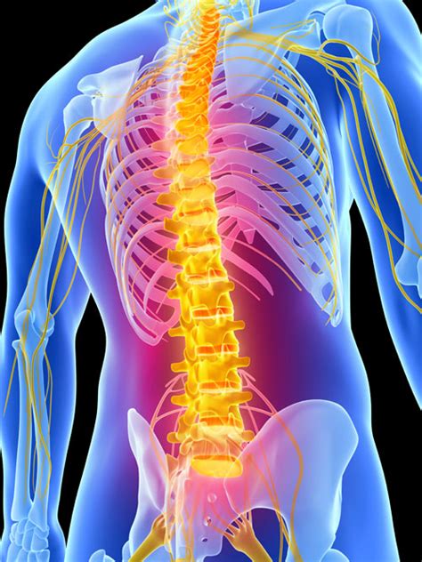 Spinal Cord Injury Symptoms Causes Treatment Medmonks Hot Sex Picture