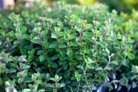 What Are the Different Types of Oregano?