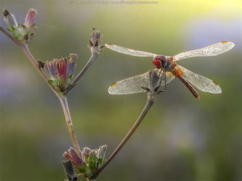 Libellula Test Macro Nikon P1000 Juzaphoto