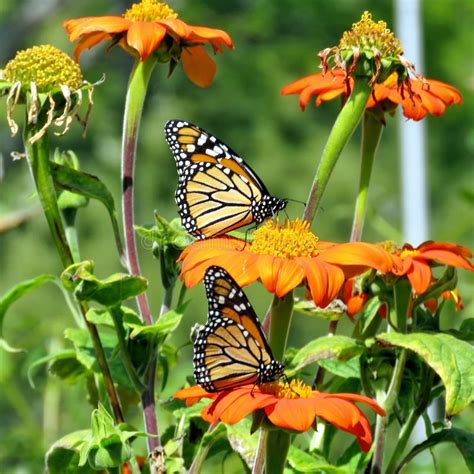 Mariposas De Monarca Del Lago Dos Toronto Y Margaritas Rojas