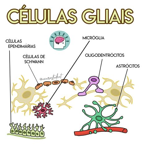 Celulas Da Glia Função - Células Da Glia E Suas Funções - BINKEDU