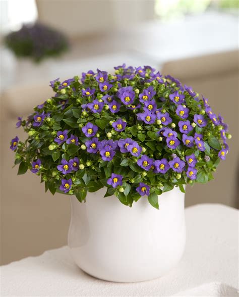 Exacum Princess Deep Blue - Ball