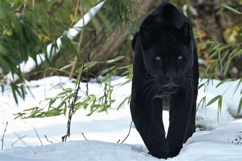 Wallpaper Snow Winter Wildlife Big Cats Black Panther Walk