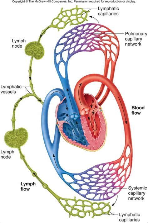 Schematic Diagram Of Lymphatic System