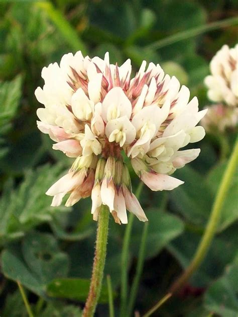 Different Types Of Clovers With Names Facts And Pictures Trees