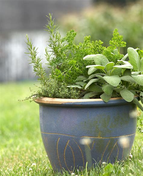 Grow These Herbs In Pots For A Fragrant Garden Almost Anywhere