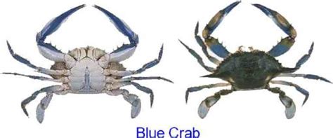 Deep sea FAQ, Crabs, Sea Crabs, Animals, Foods, Underwater Explorations,