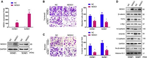 Mir 1254 Induced By Nesg1 Inactivates Hdgfddx5 Stimulated Nuclear