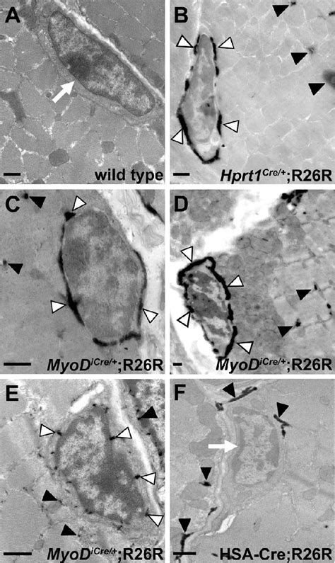 Figure 4 from Progenitors of skeletal muscle satellite cells express ...