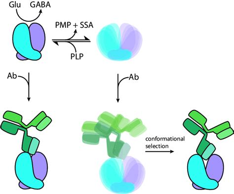 Implications Of Gad65 Autoinactivation For Neurotransmitter Download Scientific Diagram