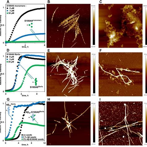 Non Aggregating And Fibrillar S A Produce Different Effects On A