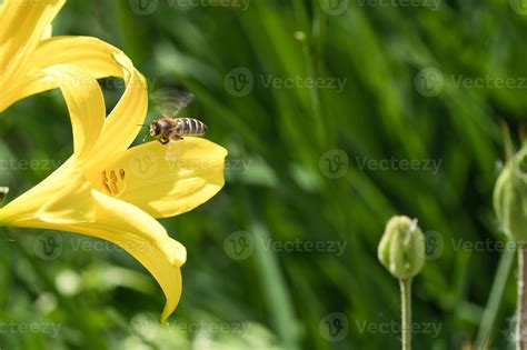 Honey bee collecting nectar in flight on a yellow lily flower. Busy