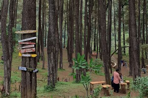 Hutan Pinus Nongko Ijo Di Madiun Daya Tarik Harga Tiket Dan Jam Buka