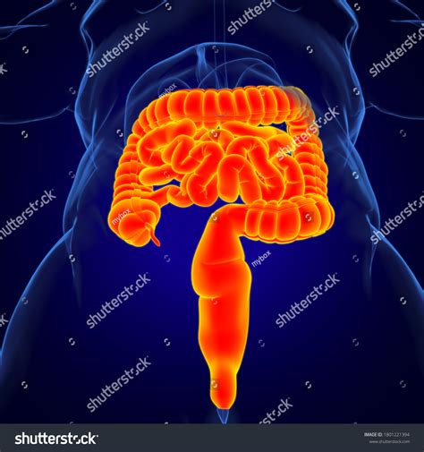 Small Large Intestine 3d Illustration Human Stock Illustration 1801221394