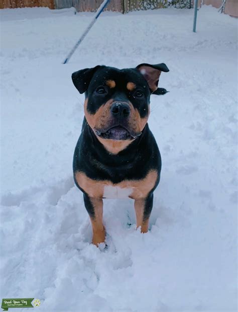 Staffy black tri (tan&white) - Stud Dog in Derbyshire, the United