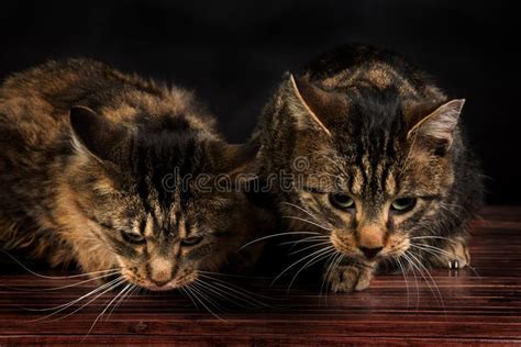 Dos Gatitos Lindos Del Gato Atigrado Que Se Sientan En El Piso Foto De