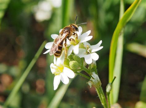 Šedivka šedá Berteroa incana | Blanokřídlí v Praze