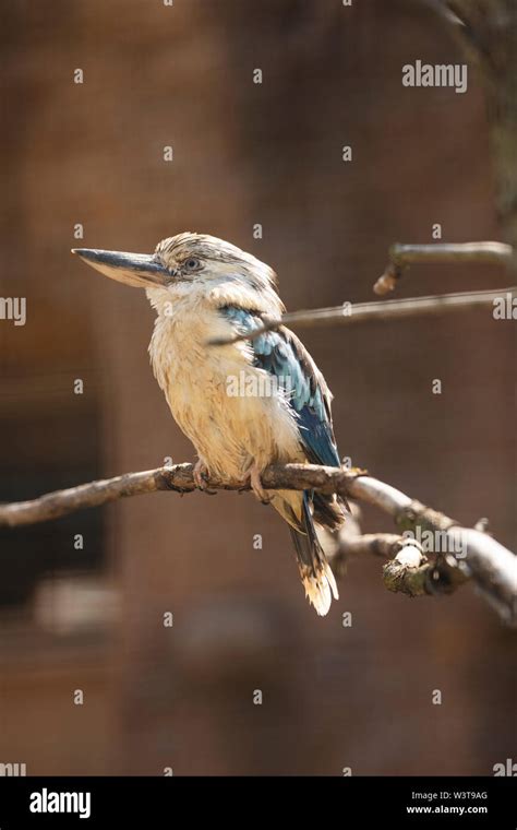 A Blue Winged Kookaburra Dacelo Leachii A Large Kingfisher Native To