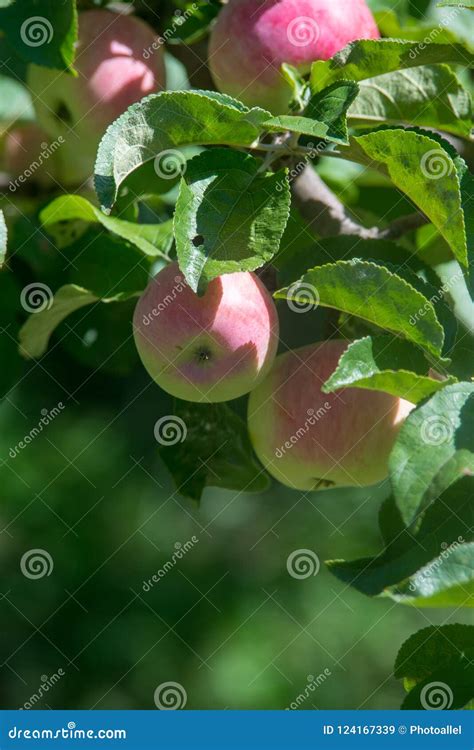 Las Manzanas Maduras Rojas Crecen En Una Rama Entre El Follaje Verde