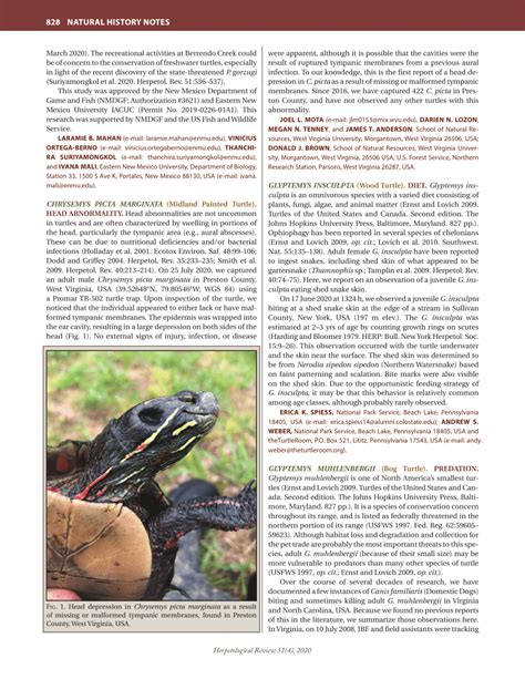 (PDF) Glyptemys insculpta (Wood Turtle). Diet.