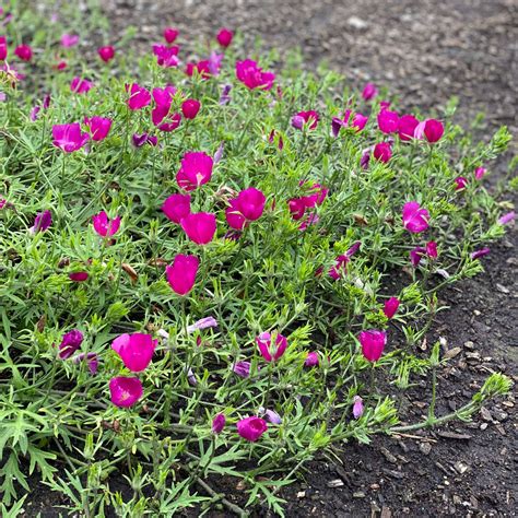 Callirhoe involucrata - Midwest Groundcovers, LLC