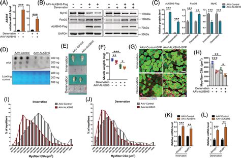 F ALKBH5 Overexpression Induces Muscle Mass Loss And Accelerates