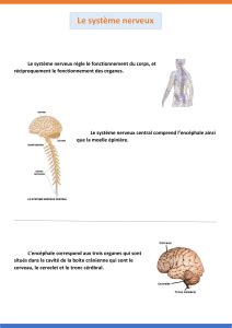 Corrigé des exercices sur le système nerveux