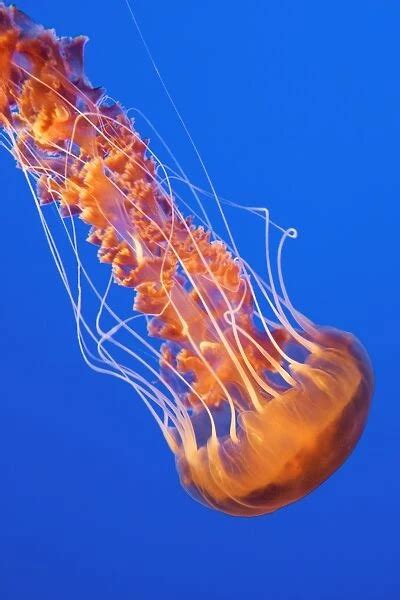 Black Sea Nettle Pacific Ocean Photographed at Monterey Bay