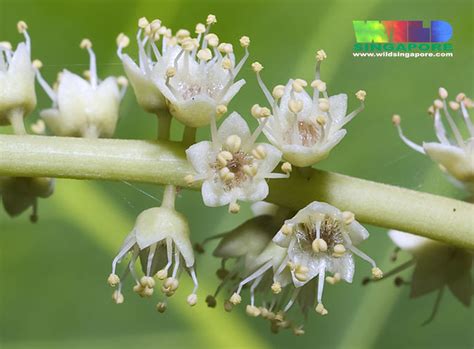 Ketapang or Sea almond (Terminalia catappa) flowers | Flickr