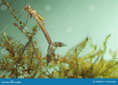 Dragonfly Larvae In Water